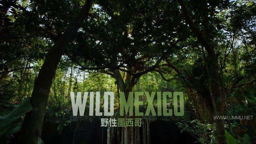 BBC¼ƬҰī Wild Mexico 2013ȫ3 ӢӢ˫ 1080P/MP4/3.67G ɫʺͻīٶ