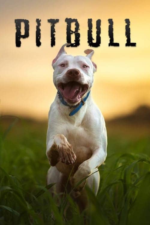 《 Pitbull》（2018） - 4K/1080P/720高清蓝光下载