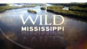 国家地理自然生态纪录片《野性密西西比 Wild Mississippi》全3集 720P/1080i高清纪录片-高清标清1080P720P360P迅雷BT网盘下载