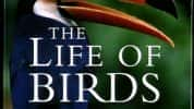 BBC自然生态纪录片《野鸟世界 The Life Of Birds》全10集 标清纪录片-高清标清1080P720P360P迅雷BT网盘下载