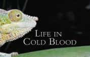 BBC自然生物纪录片《冷血生命 Life In The Cold Blood》全5集 标清纪录片资源-高清标清1080P720P360P迅雷BT网盘下载