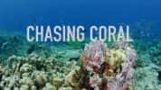 Netflix环保纪录片《追逐珊瑚 Chasing Coral》全1集 720P/1080i高清纪录片-高清标清1080P720P360P迅雷BT网盘下载