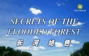 多瑙河自然生态纪录片《泛滥森林的秘密 / 长河绝色 Secrets of the Flooded Forest》全1集 720P/1080i高清纪录片资源-高清标清1080P720P360P迅雷BT网盘下载