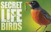 BBC自然生物纪录片《鸟类的秘密生活 The Secret Life of Birds 2012》全5集 720P/1080i高清纪录片-高清标清1080P720P360P迅雷BT网盘下载