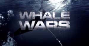 探索频道渔业环境保护纪录片《护鲸大战 Whale Wars》第1季 720P/1080i高清纪录片资源-高清标清1080P720P360P迅雷BT网盘下载