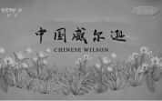 CCTV央视历史人物纪录片《中国威尔逊 Chinese Wilson》全3集 720P/1080i高清纪录片-高清标清1080P720P360P迅雷BT网盘下载