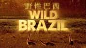 BBC自然生态纪录片《野性巴西 Wild Brazil》全3集 720P/1080i高清纪录片资源-高清标清1080P720P360P迅雷BT网盘下载