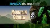 IMAX野生动物纪录片《山地大猩猩 Mountain Gorilla》全1集 720P/1080i高清纪录片-高清标清1080P720P360P迅雷BT网盘下载