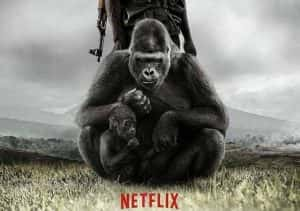 NetFlix打击盗猎纪录片《维龙加 Virunga》全1集 720P/1080i高清纪录片资源-高清标清1080P720P360P迅雷BT网盘下载