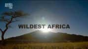 野生动物纪录片《非洲野生大地 Wildest Africa》全13集 720P/1080i高清纪录片资源-高清标清1080P720P360P迅雷BT网盘下载