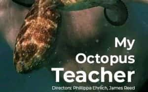 自然生态纪录片《我的章鱼老师 My Octopus Teacher》全1集 720P/1080i高清纪录片资源-高清标清1080P720P360P迅雷BT网盘下载