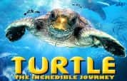 野生动物纪录片《海龟奇妙之旅 在海里飞翔 Turtle: The Incredible Journey》全1集 720P/1080i高清纪录片-高清标清1080P720P360P迅雷BT网盘下载