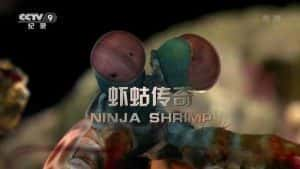 央视皮皮虾纪录片《虾蛄传奇 Ninja Shrimp》全1集 720P/1080i高清纪录片资源-高清标清1080P720P360P迅雷BT网盘下载