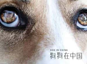 宠物犬纪录片《狗狗在中国 Dogs in China》全5集 720P/1080i高清纪录片资源-高清标清1080P720P360P迅雷BT网盘下载