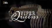 国家地理生命探索纪录片《毒蛇女王/毒蛇皇后 Viper Queens》全1集 720P/1080i高清纪录片-高清标清1080P720P360P迅雷BT网盘下载