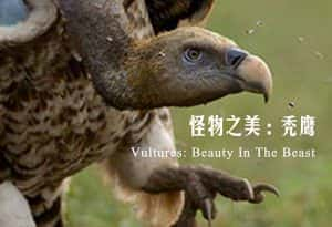 BBC猛禽纪录片《秃鹫：野兽之美 Vultures:Beauty in the Beast》全2集 720P/1080i高清纪录片资源-高清标清1080P720P360P迅雷BT网盘下载