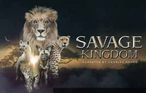 国家地理自然生态纪录片《野蛮王国 Savage Kingdom》第1季 720P/1080i高清纪录片资源-高清标清1080P720P360P迅雷BT网盘下载