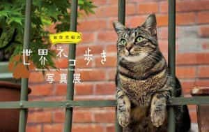 NHK宠物旅拍纪录片《岩合光昭の猫步走世界》更新至94集 720P/1080i高清纪录片资源-高清标清1080P720P360P迅雷BT网盘下载