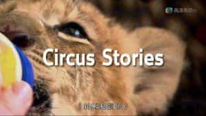 驯兽纪录片《神兽艺训班 Circus Stories》全5集 720P/1080i高清纪录片资源-高清标清1080P720P360P迅雷BT网盘下载