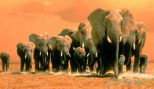 探索频道生态保护纪录片《非洲的大象王国 Africa’s Elephant Kingdom》全1集 720P/1080i高清纪录片资源-高清标清1080P720P360P迅雷BT网盘下载