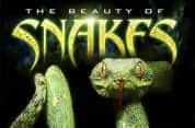 自然生物纪录片《蛇之惊艳奇观 The Beauty of Snakes》全1集 720P/1080i高清纪录片-高清标清1080P720P360P迅雷BT网盘下载