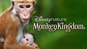 迪士尼自然生物纪录片《猴子王国 Monkey Kingdom 2015》全1集 720P/1080i高清纪录片资源-高清标清1080P720P360P迅雷BT网盘下载