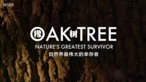 BBC植物研究纪录片《橡树 自然界最伟大的幸存者 Oak Tree Nature’s Greatest Survivor》全1集 720P/1080i高清纪录片资源-高清标清1080P720P360P迅雷BT网盘下载