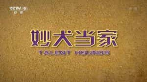 央视宠物纪录片《妙犬当家 Talent Hounds》全1集 720P/1080i高清纪录片资源-高清标清1080P720P360P迅雷BT网盘下载