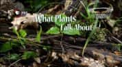 PBS生命探索纪录片《植物间的对话 What Plants Talk About》全1集 720P/1080i高清纪录片-高清标清1080P720P360P迅雷BT网盘下载