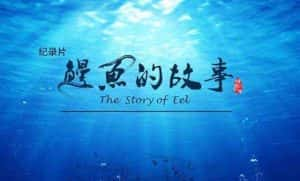 央视美食纪录片《鳗鱼的故事 The Story of Eel》全3集 720P/1080i高清纪录片资源-高清标清1080P720P360P迅雷BT网盘下载