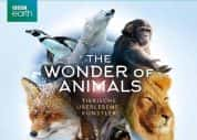 BBC自然生态纪录片《神奇动物大揭秘 The Wonder of Animals》全6集 720P/1080i高清纪录片-高清标清1080P720P360P迅雷BT网盘下载