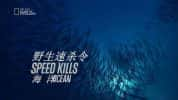 国家地理纪录片《极速猎杀/野生速杀令 Speed Kills》全2季  720P/1080i高清纪录片资源-高清标清1080P720P360P迅雷BT网盘下载