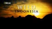 国家地理自然生态纪录片《印尼野生大地 Wild Indonesia》全3集 720P/1080i高清纪录片-高清标清1080P720P360P迅雷BT网盘下载