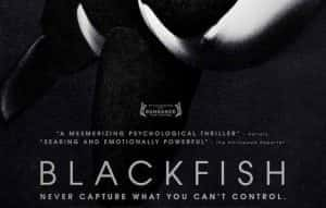 海洋动物保护纪录片《黑鲸 Blackfish》全1集 720P/1080i高清纪录片资源-高清标清1080P720P360P迅雷BT网盘下载