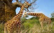 BBC生命探索纪录片《长颈鹿：非洲的温柔巨人 Giraffes: Africa’s Gentle Giants》全1集 标清纪录片-高清标清1080P720P360P迅雷BT网盘下载