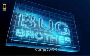 国家地理昆虫纪录片《虫虫兄弟 Bug Brother》全1集 720P/1080i高清纪录片资源-高清标清1080P720P360P迅雷BT网盘下载