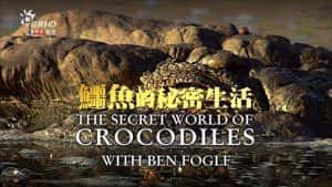 台湾公视HD野生动物纪录片《鳄鱼的秘密生活 The Secret Life of Crocodiles With Ben Fogle》全2集 720P/1080i高清纪录片-高清标清1080P720P360P迅雷BT网盘下载