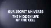 BBC生命探索纪录片《人体奥妙之细胞的暗战 The Hidden Life of the Cell》全1集 标清纪录片-高清标清1080P720P360P迅雷BT网盘下载