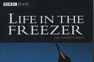 BBC南极自然生态纪录片《冰雪的童话 Life In the Freezer》全6集 标清纪录片资源-高清标清1080P720P360P迅雷BT网盘下载