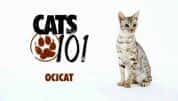 宠物猫速成班系列纪录片《猫咪101 Cats 101》全17集 标清纪录片-高清标清1080P720P360P迅雷BT网盘下载