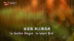 探索频道金龙鱼研究纪录片《金龙鱼和上等鸟类 The Golden Dragon, The Upper Bird》全1集 720P/1080i高清纪录片资源-高清标清1080P720P360P迅雷BT网盘下载