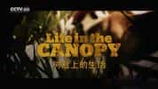 生命探索纪录片《树冠上的生活 Life in the Canopy》全3集 720P/1080i高清纪录片-高清标清1080P720P360P迅雷BT网盘下载