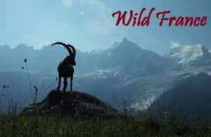 法国自然生态纪录片《野性法国 Wild France》全2集 720P/1080i高清纪录片资源-高清标清1080P720P360P迅雷BT网盘下载