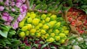 BBC生活纪录片《世界上最大的鲜花市场 The World’s Biggest Flower Market》全1集 720P/1080i高清纪录片-高清标清1080P720P360P迅雷BT网盘下载