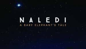 Netflix野生大象纪录片《纳勒迪：一只小象的故事 Naledi: A Baby Elephant’s Tale》全1集 720P/1080i高清纪录片资源-高清标清1080P720P360P迅雷BT网盘下载