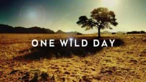 PTS自然生态纪录片《野外的一天 One Wild Day》全3集 720P/1080i高清纪录片资源-高清标清1080P720P360P迅雷BT网盘下载