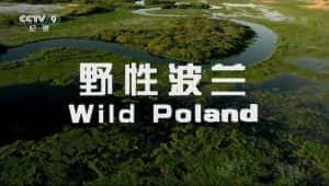 央视自然生态纪录片《野性波兰 Wild Poland》全1集 720P/1080i高清纪录片资源-高清标清1080P720P360P迅雷BT网盘下载