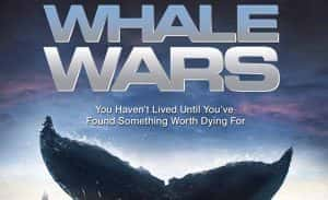 探索频道渔业环境保护纪录片《护鲸大战 Whale Wars》第4季 720P/1080i高清纪录片资源-高清标清1080P720P360P迅雷BT网盘下载