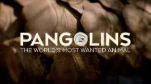 动物保护纪录片《穿山甲：被捕杀最多的动物 Pangolins: The World’s Most Wanted Animal》全1集 720P/1080i高清纪录片资源-高清标清1080P720P360P迅雷BT网盘下载