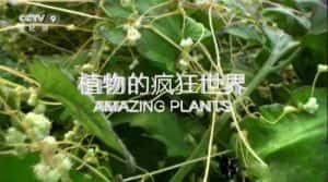 CCTV央视野生植物纪录片《植物的疯狂世界 Amazing Plants》全1集 720P/1080i高清纪录片资源-高清标清1080P720P360P迅雷BT网盘下载